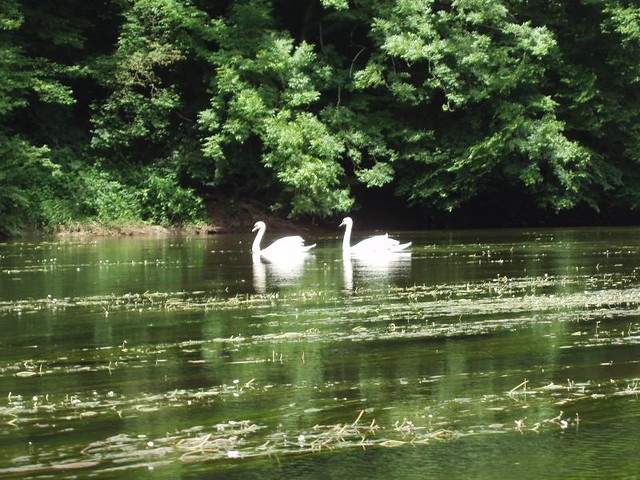 200806110048_kayak-trip-swans