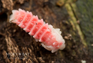 Trilobite beetle larva hatchling? (Platerodrilus sp.) - DSC_2430