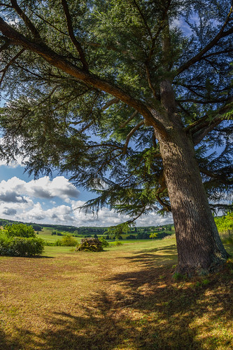 france tree arbol francia samyang