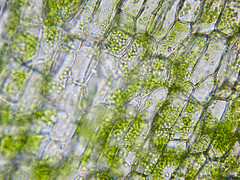 cell wall 
chloplast