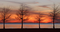 4 Winter Trees at Sunset