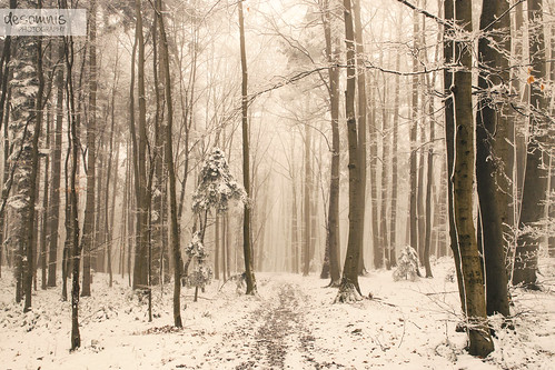 wood trees winter mist snow cold nature misty fog forest landscape austria österreich haze woods europe frost path foggy nebula niederösterreich forestpath deciduousforest loweraustria desomnis