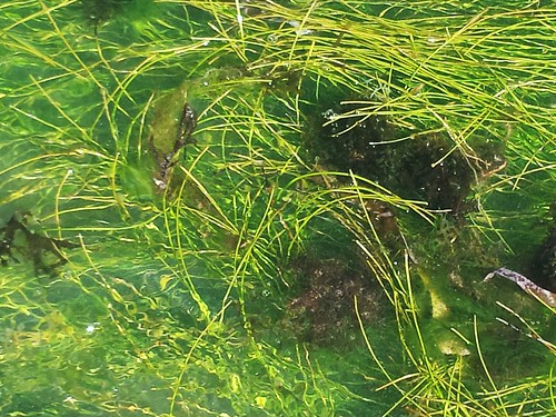 flickrandroidapp:filter=none seagrass seaweed panama2014 nature ocean bocasdeltoro shore tropical landscape plants happysleepy magdawojtyra happysleepycom artistlife