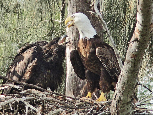 Bald Eaglet Glory begging from male adult Pride  20140330