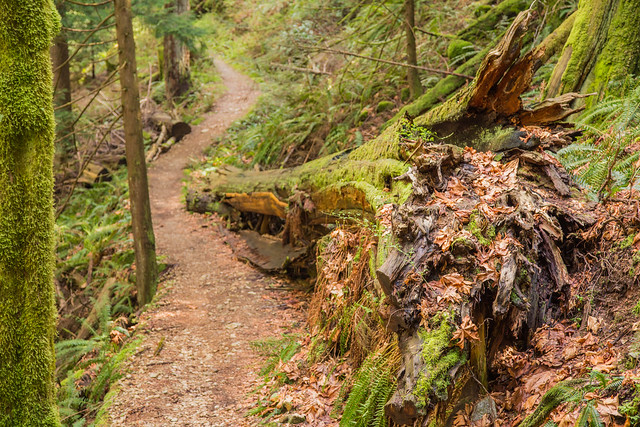 Large tree alongside trail