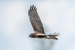 Northern Harrier, Green Cay