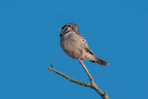 Superb Owl Sunday Northern Hawk Owl