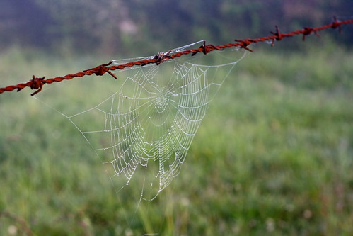spiderweb caminodesantiago galicia spain canonef50mmf18ii sarria lugo canoneosrebelxs
