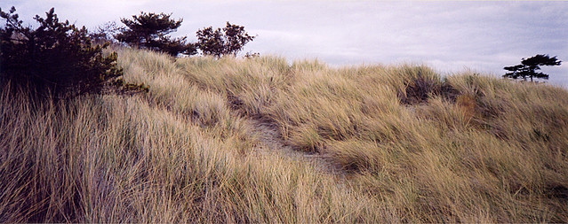 seagrass blowing on the Washington coast