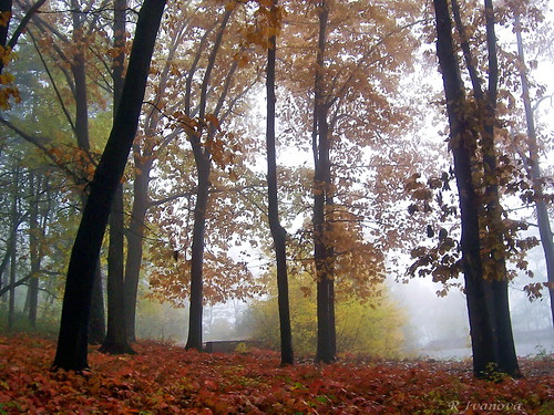 nature fall autumn mist rain landscape colors red tree forest bulgaria българия габрово природа mygearandme риванова rivanova