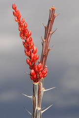 Ocotillo (Fouquieria splendens) flower emerging, Roosevelt Lake, Arizona
