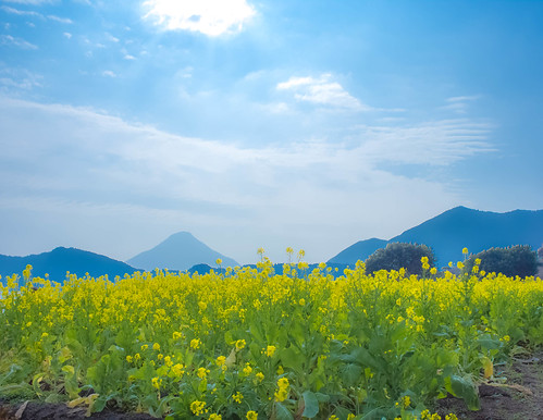 flower landscape kagoshima