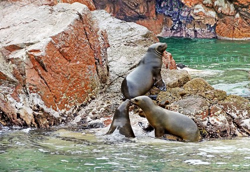 peru ballestas islands sea lions cubs playing travel bilwander ρeru
