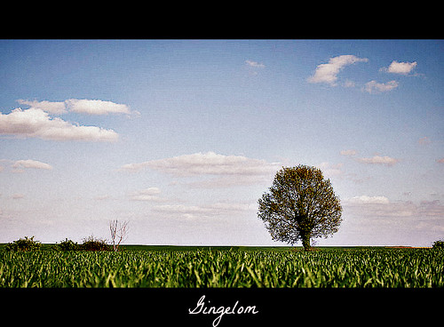 nature google nikon flickr belgium fields gingelom d5100