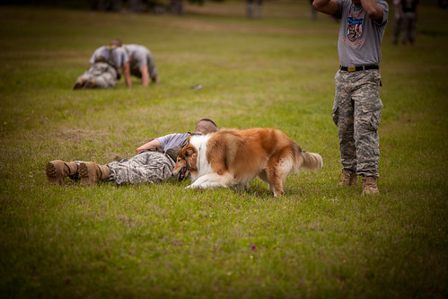 campus mascot marchofdimes cadets texasam reveille aggies corpsofcadets marchtothebrazos