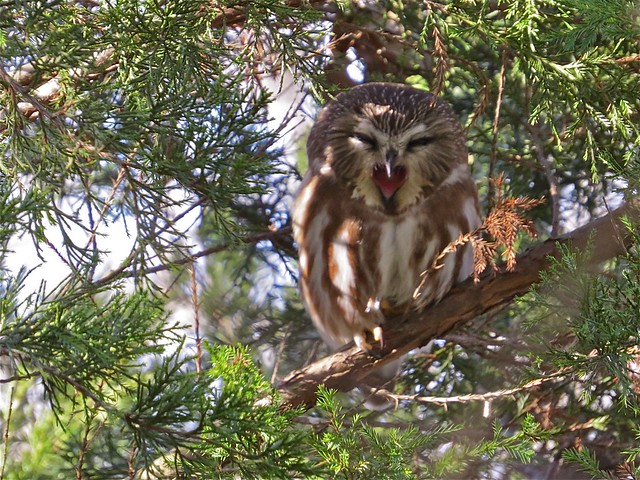 Northern Saw-whet Owl at Clinton Lake in DeWitt County, IL 35