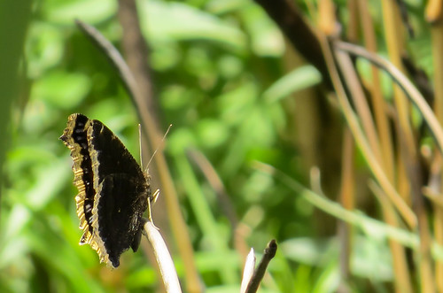 naturaleza nature butterfly mariposa