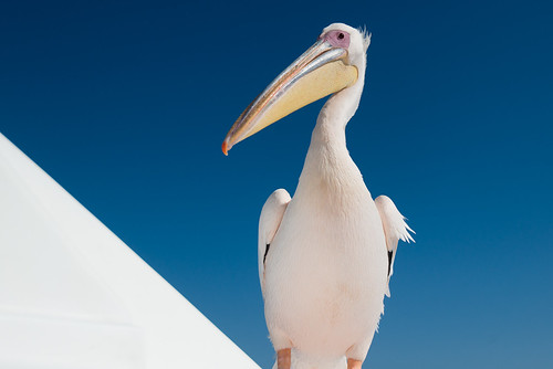africa seabird namibia bird pelican 2016 greatwhitepelican nature animal pelecanusonocrotalus walvisbay erongo