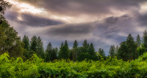 california summer home northerncalifornia landscape vineyard cloudy nevadacity rainclouds goldcountry highway49 nevadacounty sierranevadarange sierranevadafoothills cementhillroad canon7d canon1585mmusmis lightroom5 topazsw