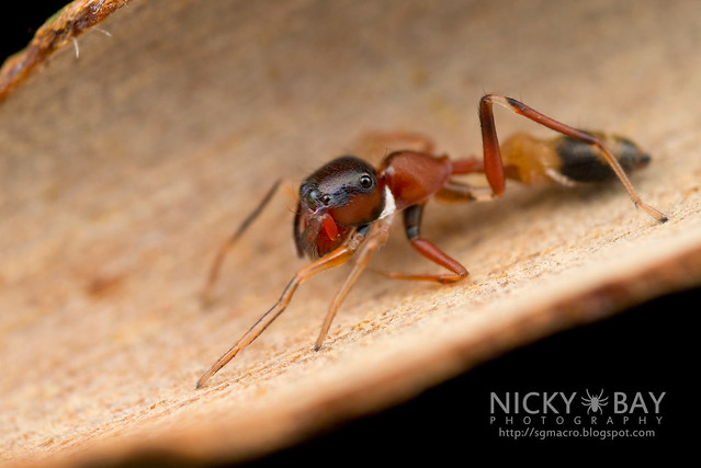 Ant-Mimic Jumping Spider (Myrmarachne sp.) - DSC_1816
