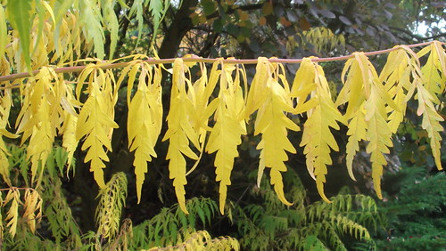 automne feuilles jaunes