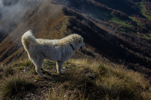 autumn wild italy dog pet pets white mountain home dogs nature look animal trekking photography friend view young lombardia dogfriend petfriend