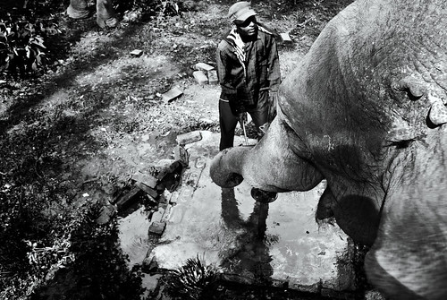 park travel nepal blackandwhite bw elephant man travelling monochrome animal animals forest asian nationalpark woods asia jungle elephants nepalese handler chitwan nepali southasia southasian animalphotography travelphotography chitwannationalpark chitwandistrict chitwanvalley