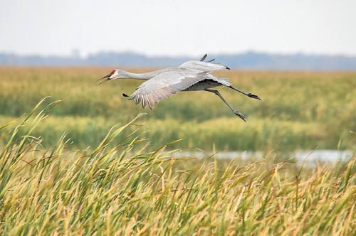 road bird robert wisconsin crane wildlife flight national marsh wi kramer dike sandhill refuge horicon in mayville