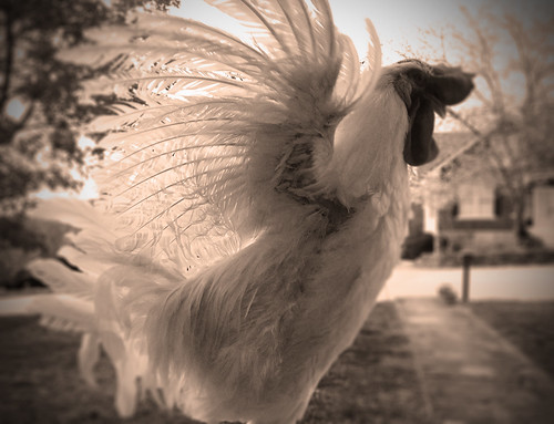 sepia kentucky rooster chickenwings jacksonkentucky breathittcountykentucky