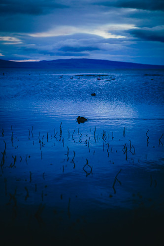 patagonia lake bird argentina sunrise canon duck amanecer pato laguna canonef2470mmf28lusm elcalafate nimez dgtx diegoarayacorvalán 5dmarkiii