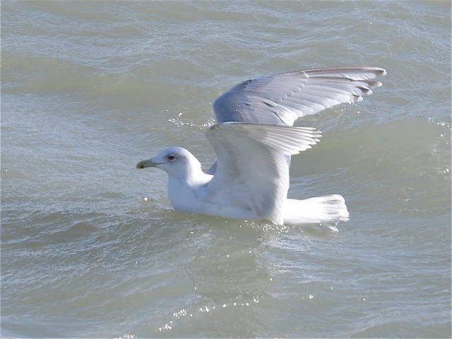 Iceland (Kumlien's) Gull (Adult) at North Point Marina in Lake County, IL 14