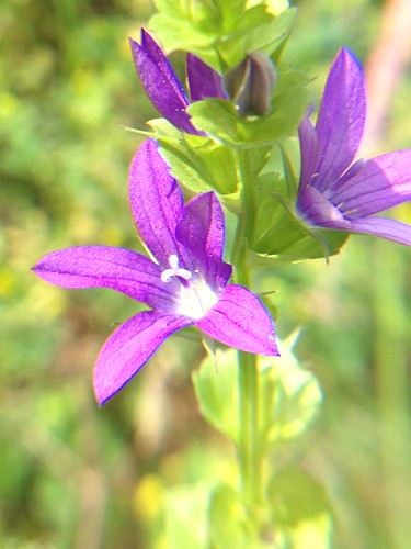 flowers flower mississippi purple wildflowers