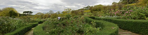 garden panoramicstitch gatheringthelastroseblooms