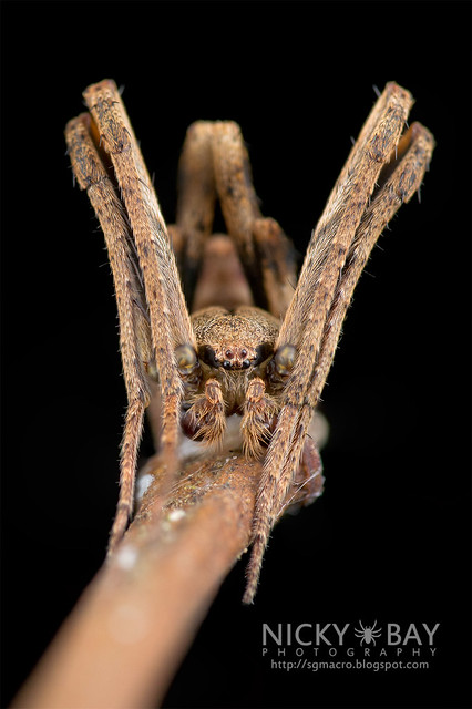 Orb Web Spider (Cyphalonotus sp.?) - DSC_4367
