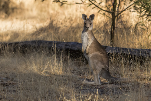 Woodlands kangaroo 2014-03-06 (_MG_3659)