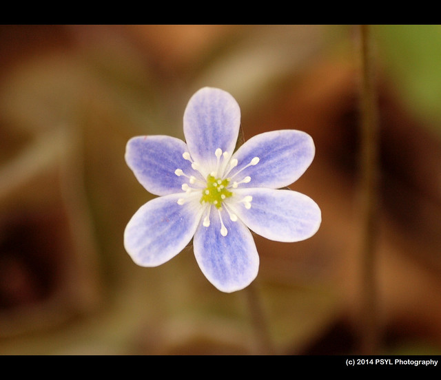 Hepatica (Anemone sp.)
