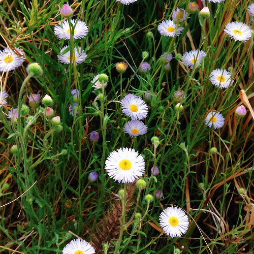 Daisy weeds