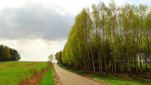 spring nature landscape view trees clouds road birch green path łódzkie lodzkie polska poland
