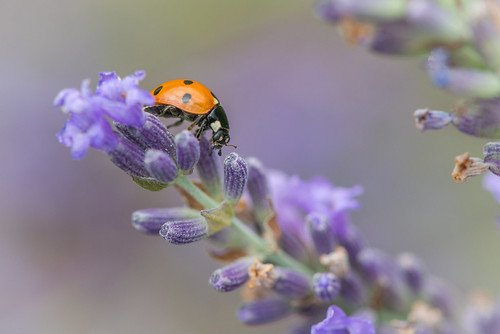 summer flower color macro insect us newjersey nikon unitedstates lavender ladybug dreamy palmyra palmyracovenaturepark d800e