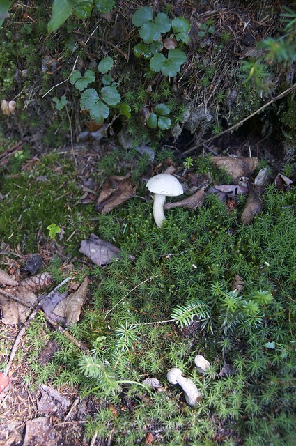 mushrooms 0005 Appalachian trail, Vermont, USA