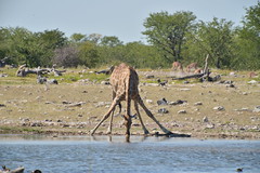 giraffa classical pose