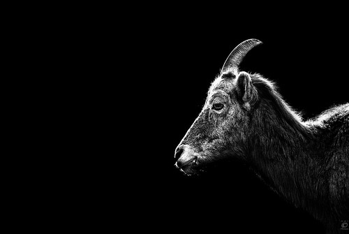 portrait bw netherlands zoo blackwhite nikon arnhem goat porträt ziege sw nikkor tierpark schwarzweiss lowkey burgerszoo niederlande arnheim 18135 d80