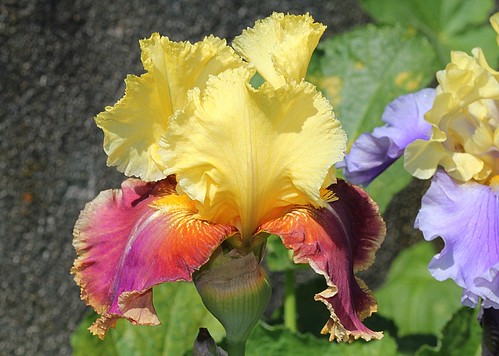 Iris - floraisons 2011 - Page 2 8736085416_b52b40372a