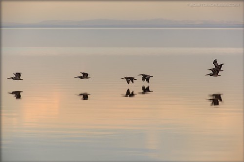 california sunset lake reflection pelicans water birds landscape flying saltonsea bombaybeach