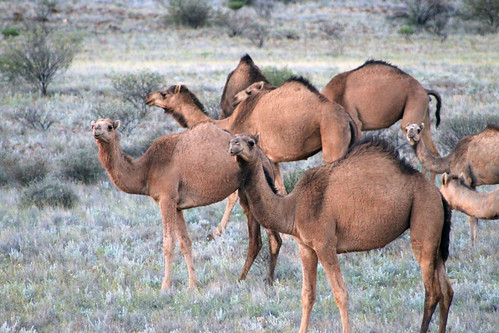 Camel Herd