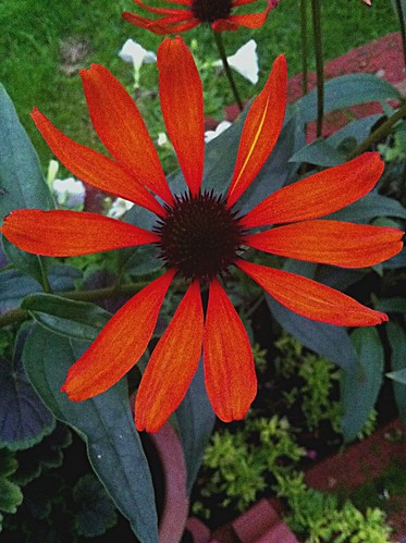 flowers orange echinacea originalfilter uploaded:by=flickrmobile flickriosapp:filter=original
