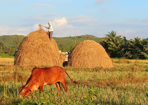 autumn india de cow farmers indian jose goa stack areal hay sao portugese goan 2013 pdude