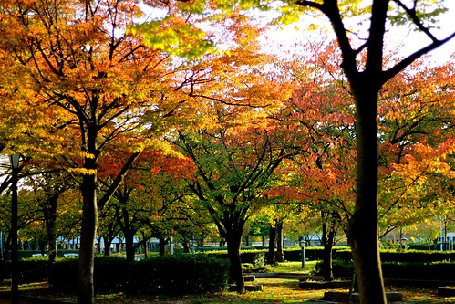 大川沿いの桜の紅葉（2013.11.14）