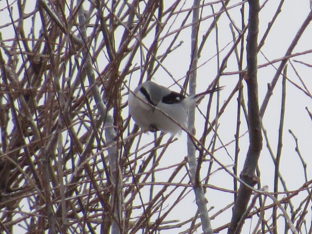 Northern Shrike in Normal, IL 01