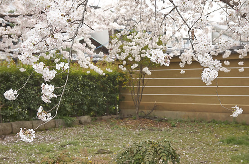 【写真】2014 桜 : 立本寺/2020-03-01/IMGP5750